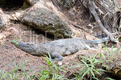 One alligators stretch along the bank in a park in Mombasa, Keny