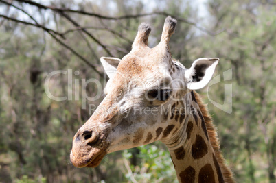 Giraffe head in a park