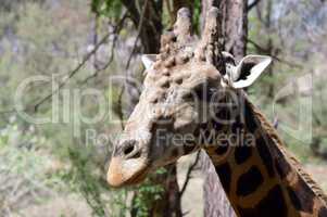 Giraffe head with several abscesses