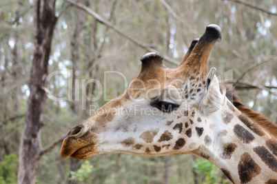 Head of giraffes in a park