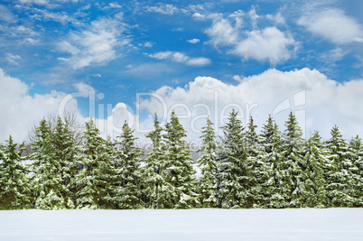 Beautiful winter landscape: a field covered with snow and spruce