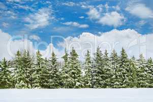Beautiful winter landscape: a field covered with snow and spruce