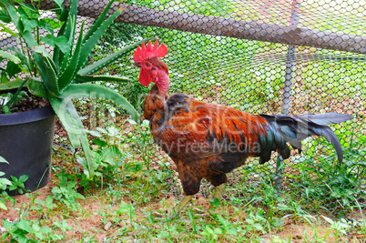 home rooster with bright plumage in a garden