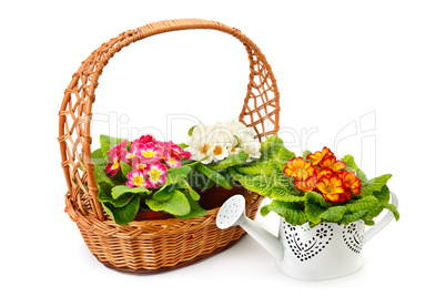 Flowering primrose in a wicker basket and a decorative watering