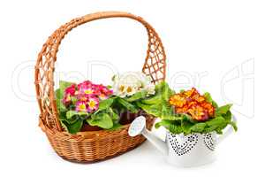 Flowering primrose in a wicker basket and a decorative watering