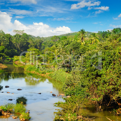 Tropical forest on the banks of the river and the blue cloudy sk