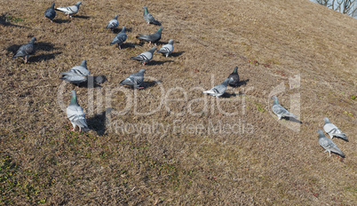 pigeon bird animal in the grass