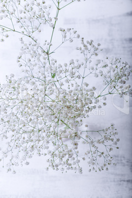 White flowers of gypsophila