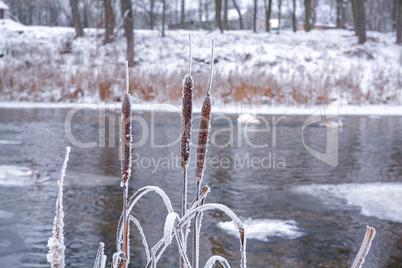 Frozen cane in a cold winter