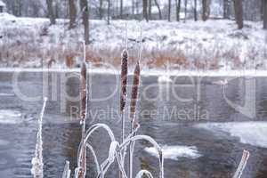 Frozen cane in a cold winter