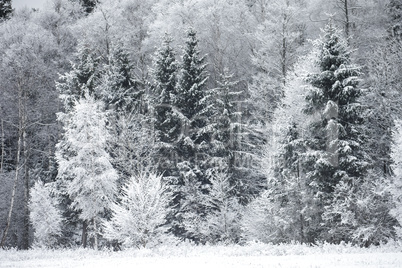 Frost on the Trees at the Forest Edge