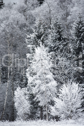 Frost on the Trees at the Forest Edge