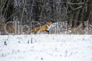 Red Fox in a Winter Forest