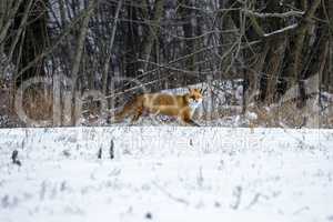 Red Fox in a Winter Forest