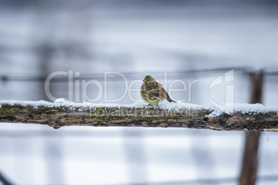 Small bird on a branch in winter