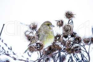 Small bird on a branch in winter