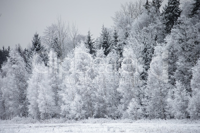 Frost on the Trees at the Forest Edge