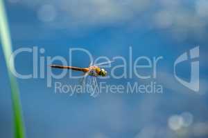 Macro picture of dragonfly flying on the water