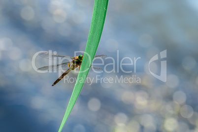 Macro picture of dragonfly flying on the water