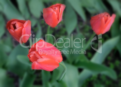 Red tulips on the flowerbed in the garden.