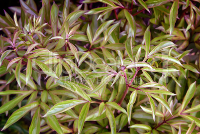 Young shoots sprouting peonies.