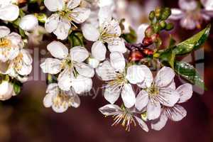Cherry blossoms branch with white flowers