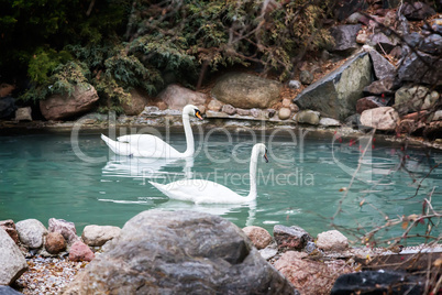 Two white swans swim in the pond.