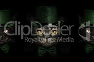 dark muzzle cat  in green hat and tie butterfly