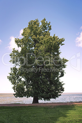 lonely tree growing on the beach