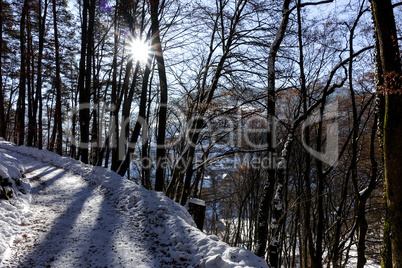 Winterwald