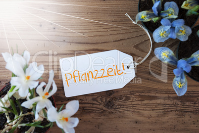 Sunny Flowers, Label, Pflanzzeit Means Planting Season