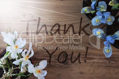 Sunny Crocus And Hyacinth, Text Thank You