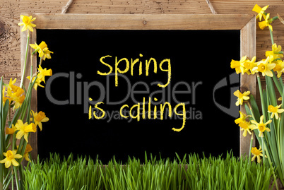 Flower Narcissus, Chalkboard, Text Spring Is Calling