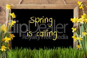 Flower Narcissus, Chalkboard, Text Spring Is Calling