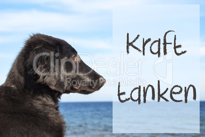 Dog At Ocean, Kraft Tanken Means Relax