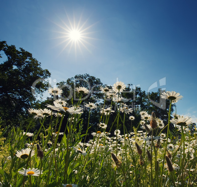 oxeye daisy