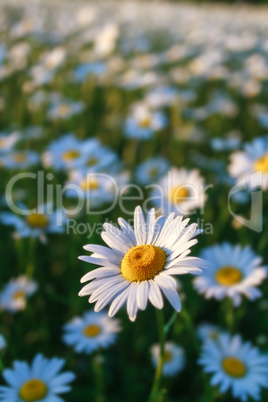 field daisy closeup