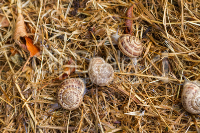 garden snail on straw