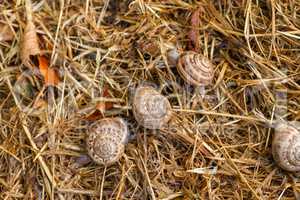 garden snail on straw