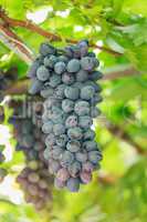 Bunch of ripe grapes