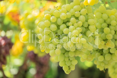 Bunch of white grapes