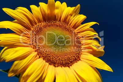 Sunflower close up against the blue sky