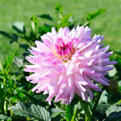 Dahlia on a background of flowerbeds. Focus on a flower. Shallow