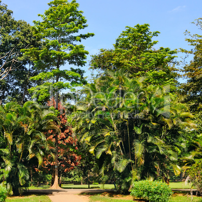 Tropical palm trees and other deciduous trees in a city park