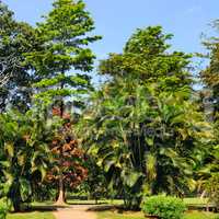 Tropical palm trees and other deciduous trees in a city park