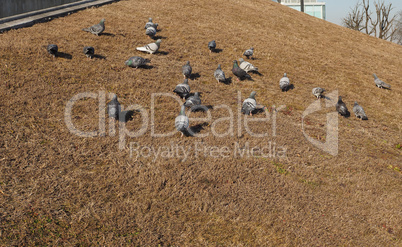 pigeon bird animal in the grass