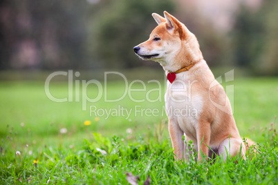 A young shiba inu sits in green garden.