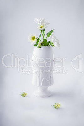 Bunch of white chrysanthemum flowers growing from egg shell