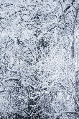 Snow-covered trees in a Winter Day