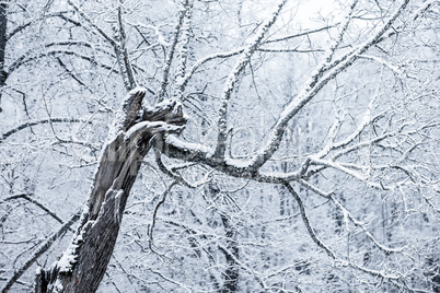 Snow-covered trees in a Winter Day